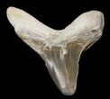 Cretaceous Cretoxyrhina Shark Tooth - Kansas #31641-1
